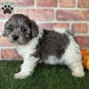 Maple, Shih-Poo Puppy